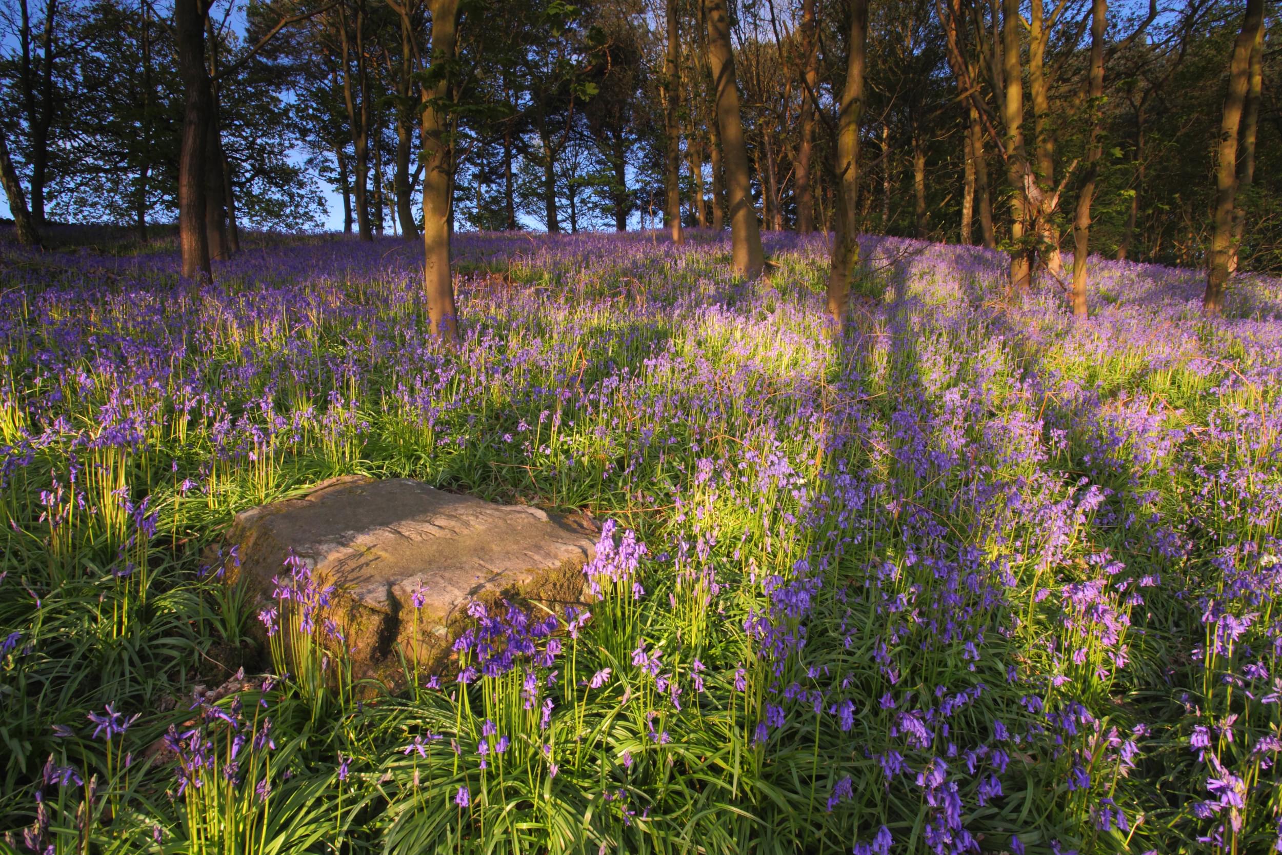 /sites/default/files/2023-10/Bluebells%20at%20Broombriggs%20-%20Large.jpg