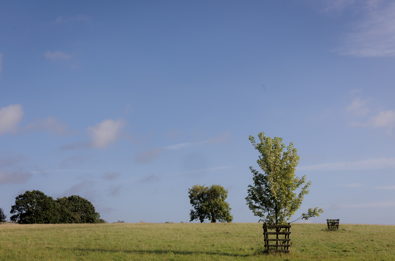 Parkland Trees