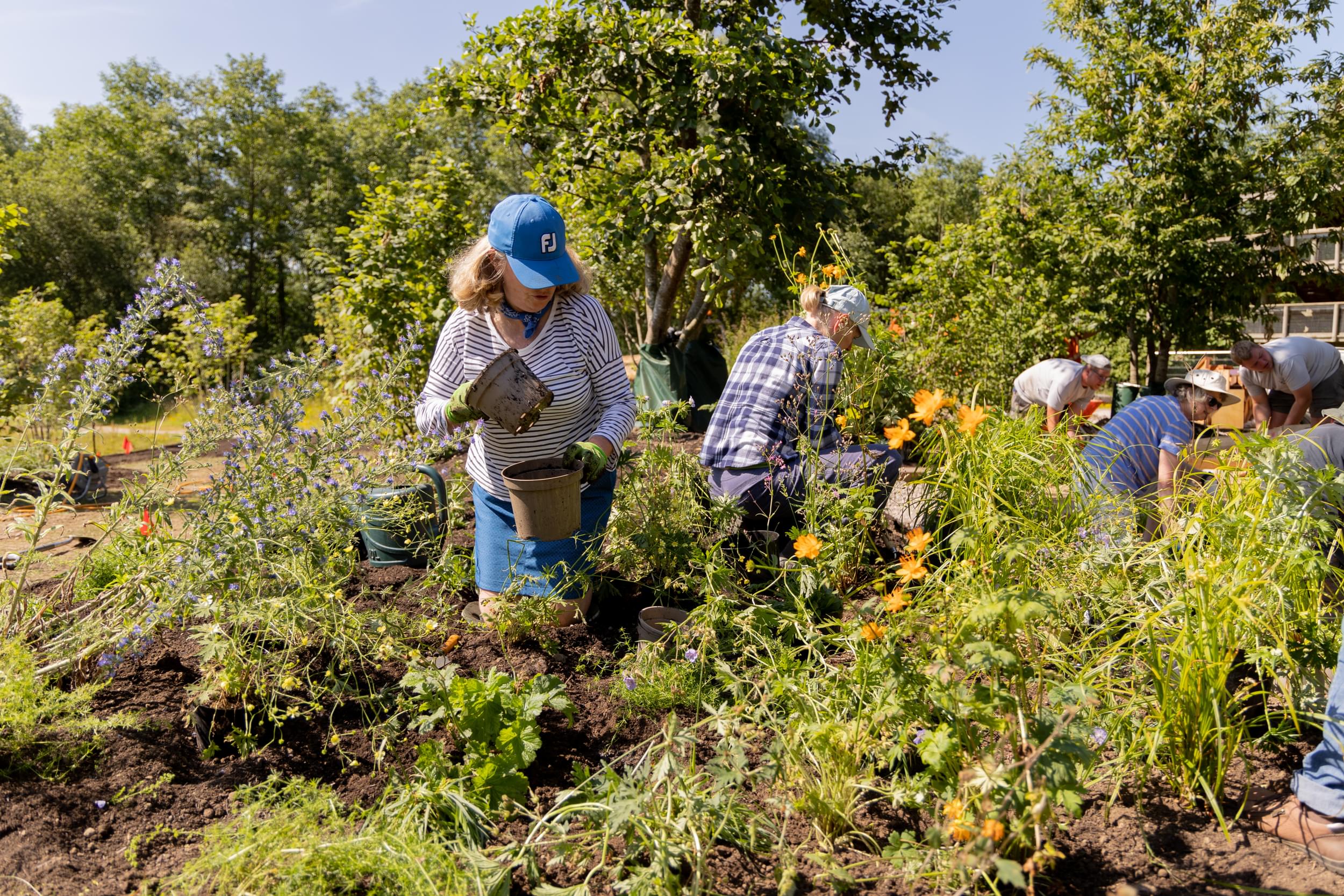 A group of people are planting wildflowers and other plants