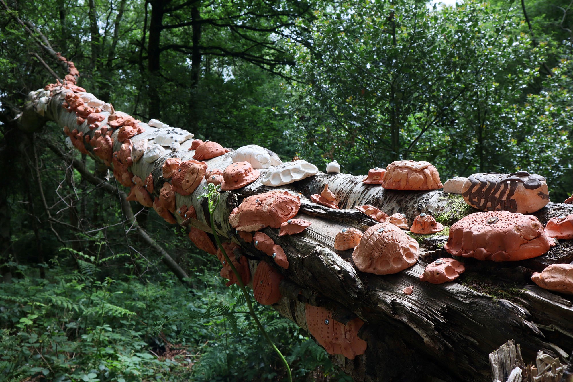 A fallen tree in the forest covered with lots of clay woodlice with varying sizes, shapes and shells..