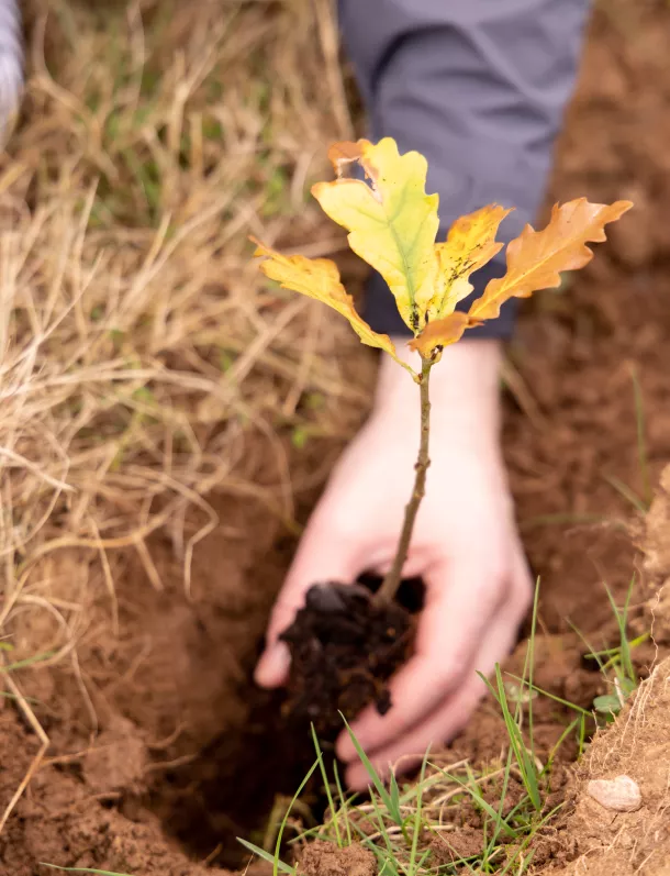 Dedicate a Tree