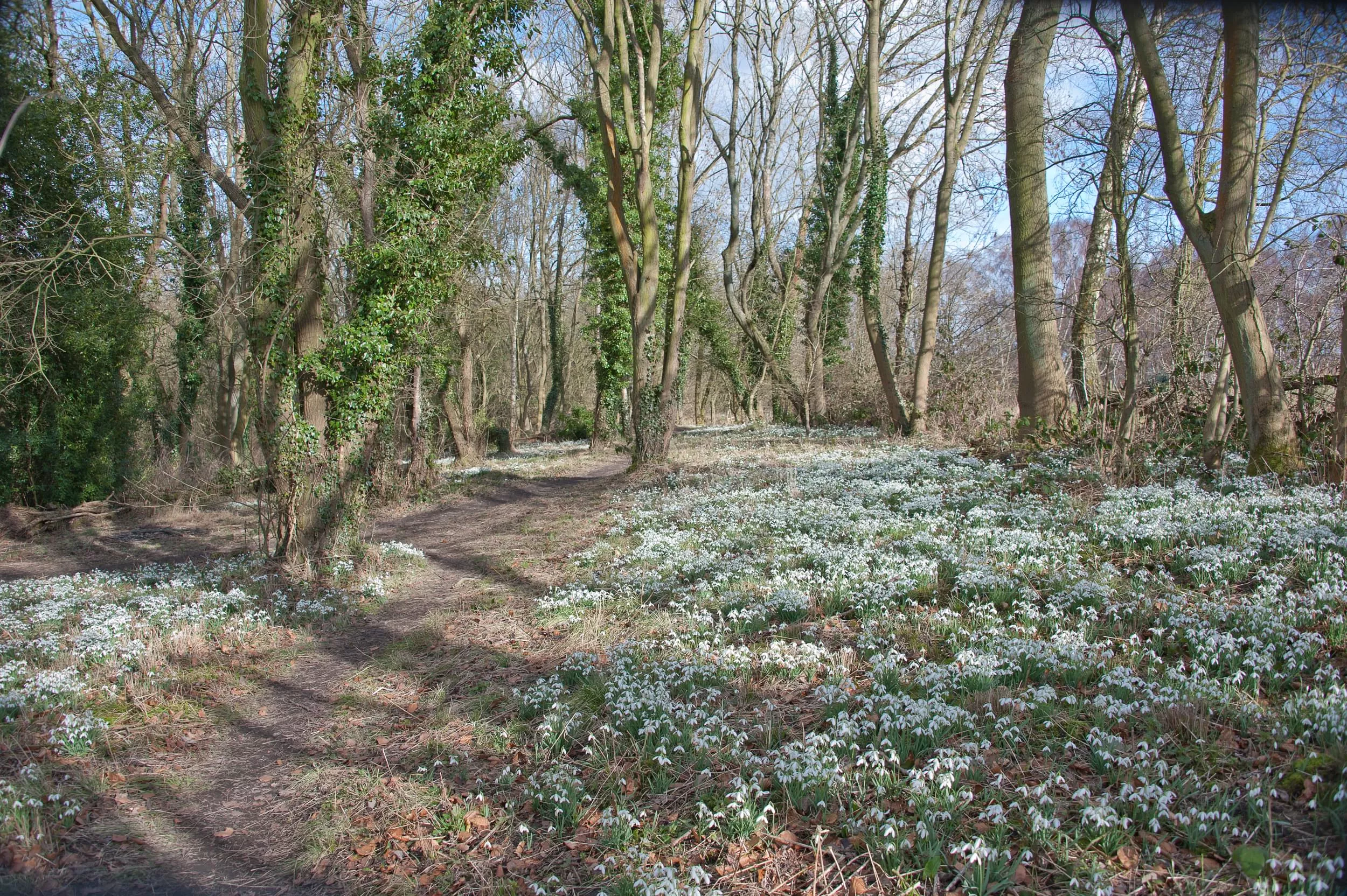 /sites/default/files/2023-09/Snowdrops%20Dimminsdale%20Wood%20-%20Large.jpg