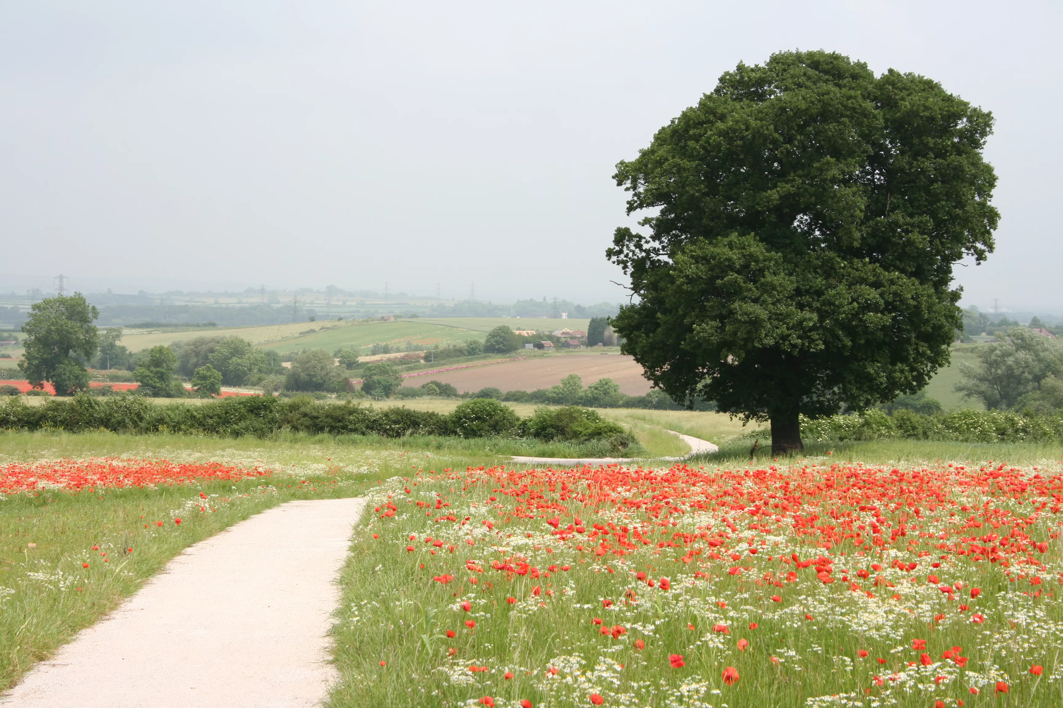 /sites/default/files/2023-09/downoverpoppies.jpg