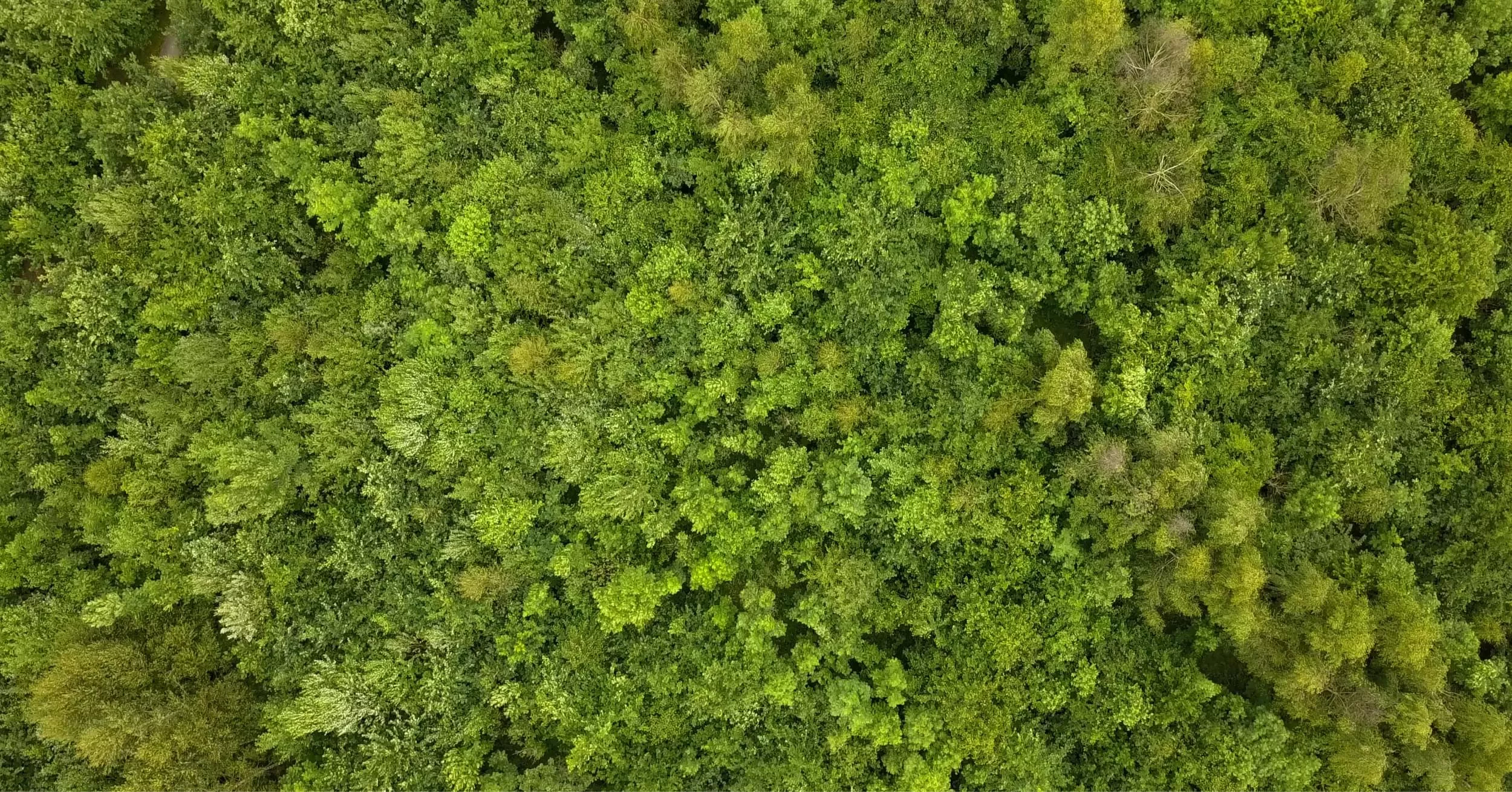 /sites/default/files/2023-10/Aerial%20woodland%20-%20Large.jpg