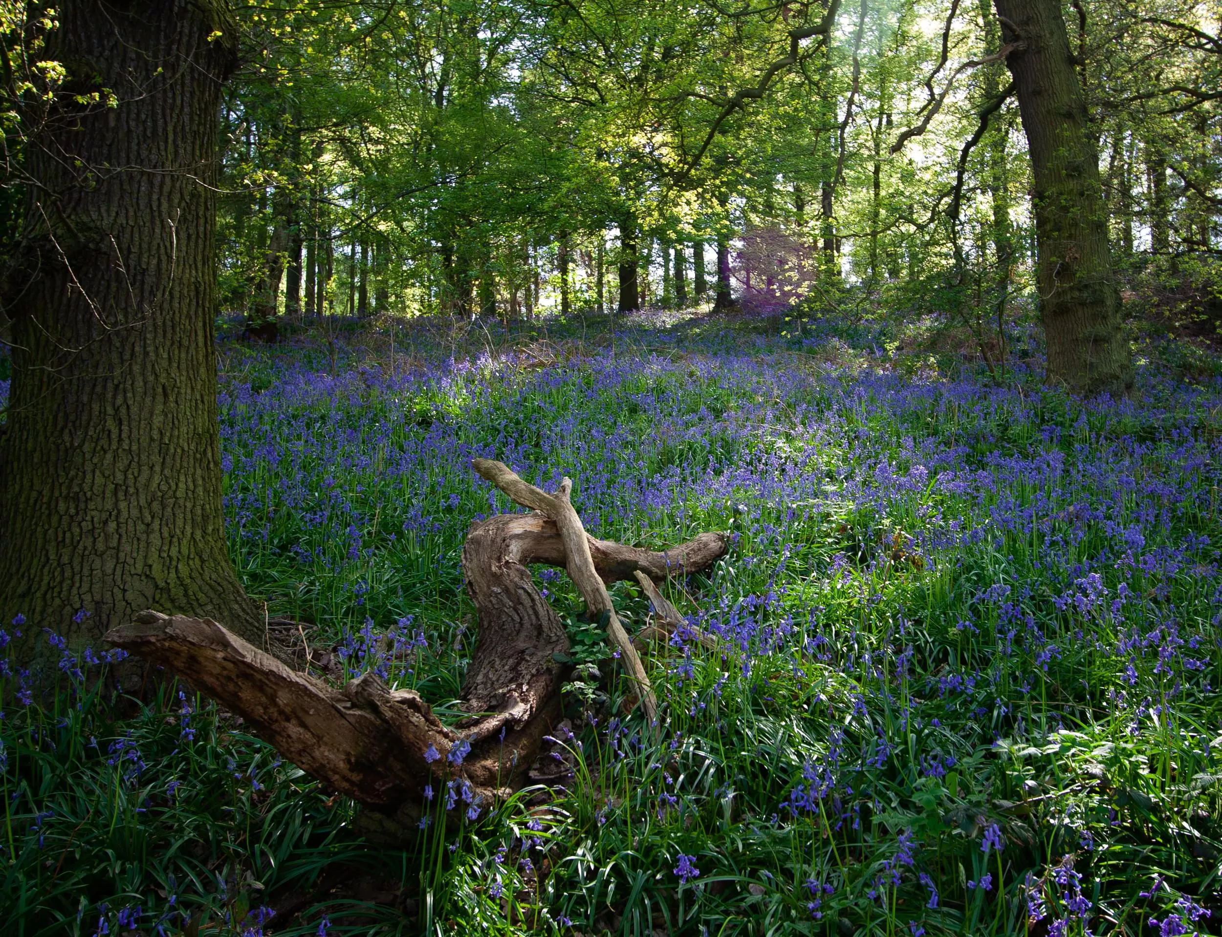 /sites/default/files/2023-10/Bluebells%20at%20Jubilee%20Wood%20-%20Large_0.jpg