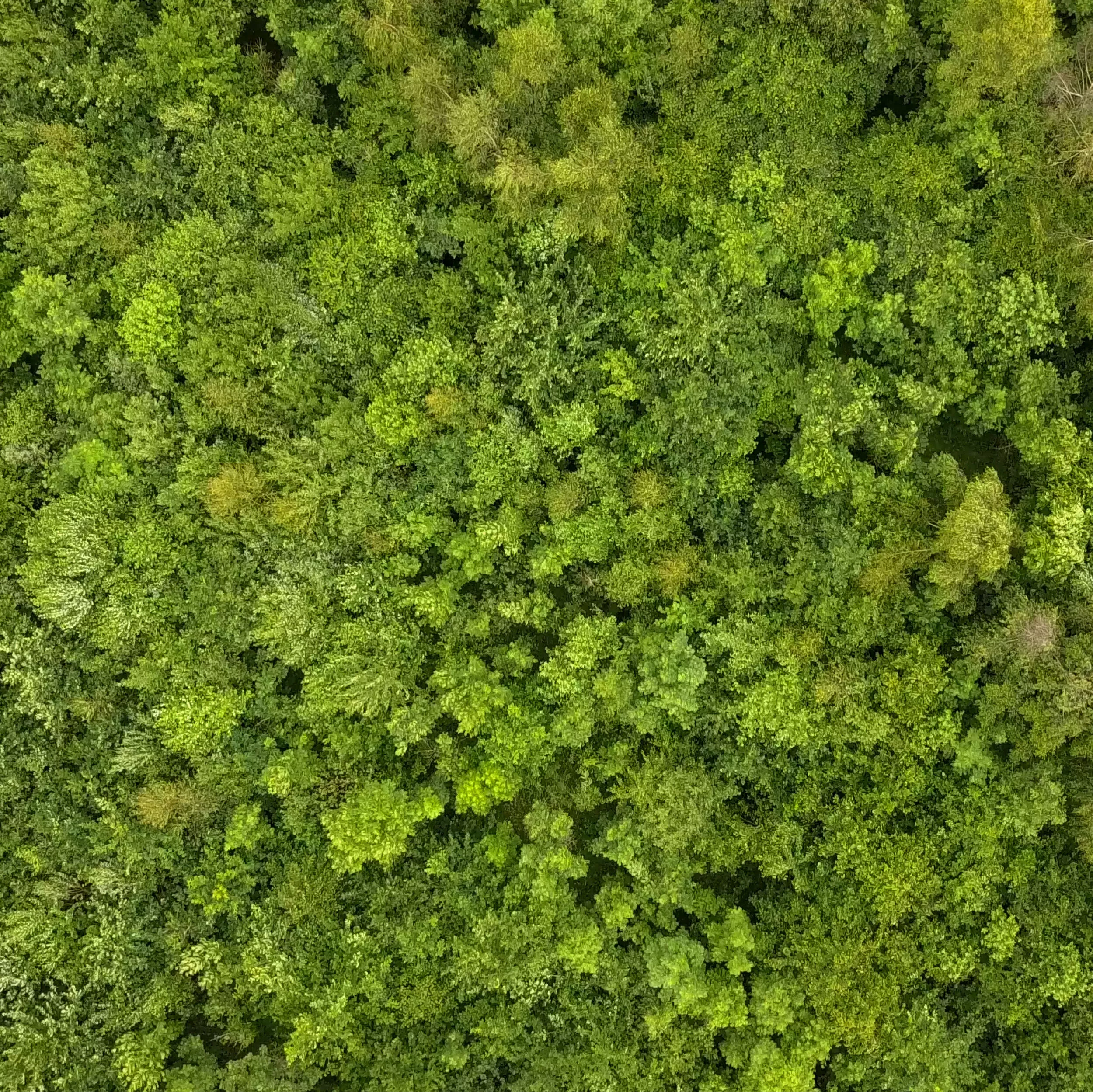 /sites/default/files/2023-12/Aerial%20woodland%20-%20Large.jpg