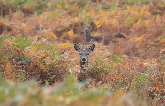 /sites/default/files/2023-08/DeerBradgateBracken.jpg