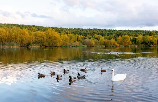 /sites/default/files/2023-08/Wildfowl%20at%20Sence%20Valley%20-%20Large.jpg