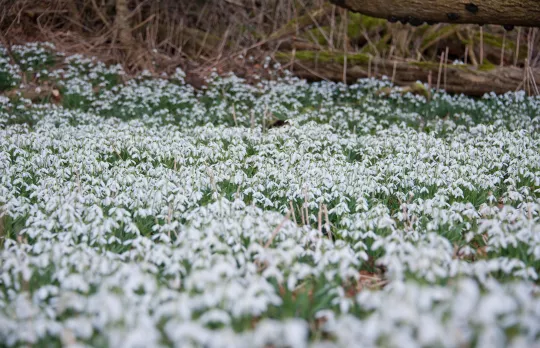 /sites/default/files/2023-09/Snowdrops%20Dimminsdale%20Wood%20-%20Large%20%281%29.jpg