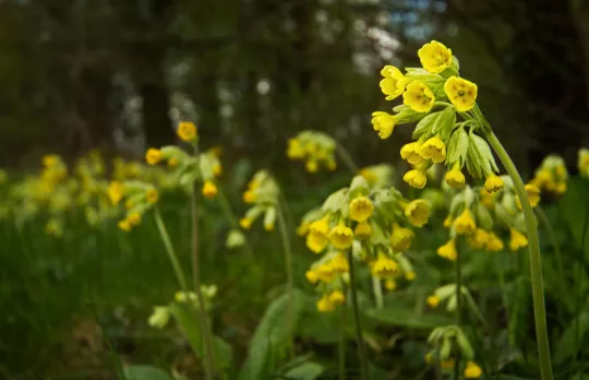 /sites/default/files/2023-10/Cowslips%20at%20Willesley%2C%20Ashby%20de%20la%20Zouch%20-%20Large.jpg